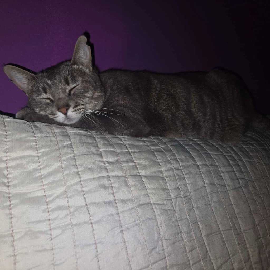 URGENTE: Se busca a Luna, una gatita perdida en Argana&nbsp;Alta